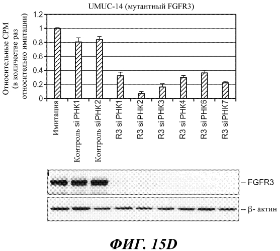 Антитела против fgfr3 и способы их применения (патент 2568066)