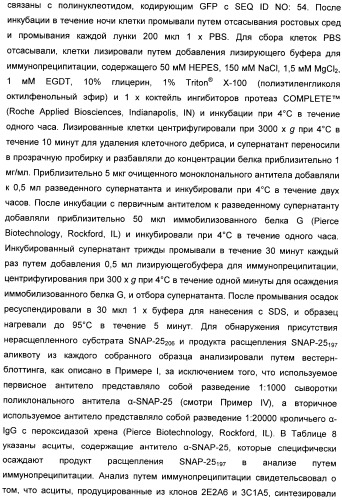 Иммунологические анализы активности ботулинического токсина серотипа а (патент 2491293)