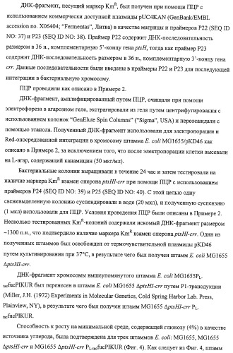 Способ получения l-треонина с использованием бактерии, принадлежащей к роду escherichia, обладающей усиленной экспрессией оперона fucpikur (патент 2318870)