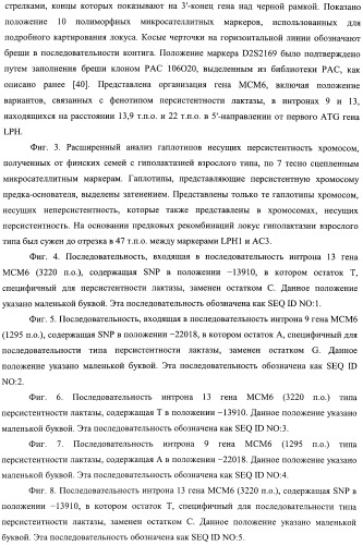 Идентификация варианта днк, связанного с гиполактазией взрослого типа (патент 2391404)