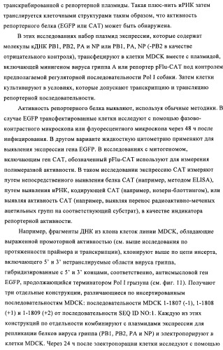 Способы и композиции для экспрессии антисмысловой вирусной рнк в клетках собаки (патент 2457250)