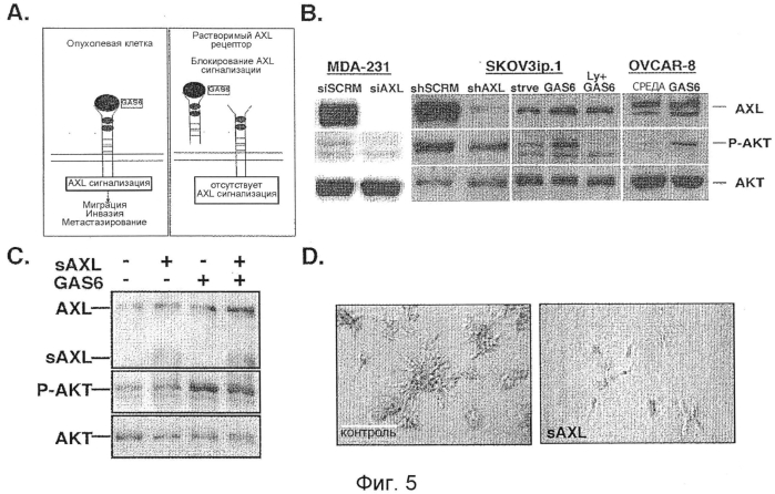 Ингибирование axl сигнализации в антиметастатической терапии (патент 2556822)