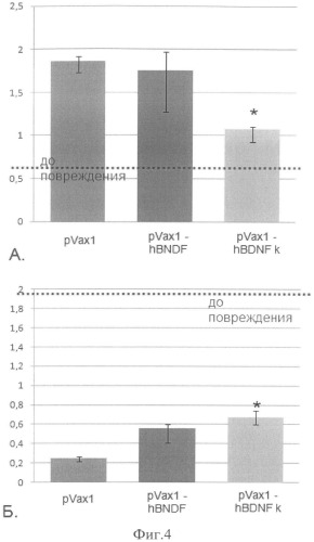 Способ стимулирования восстановления иннервации тканей после травм и ишемии с помощью векторной конструкции (патент 2538621)