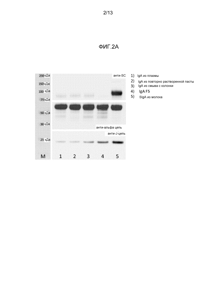 Композиции, содержащие секреторноподобные иммуноглобулины (патент 2644240)