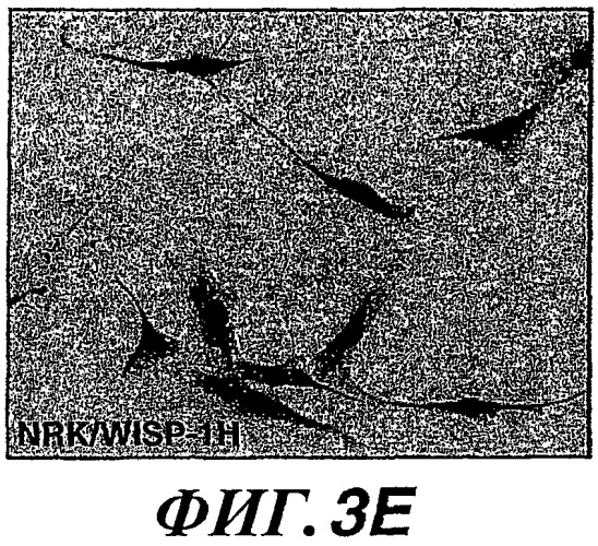 Способы и композиции для модуляции и обнаружения активности wisp (патент 2412201)