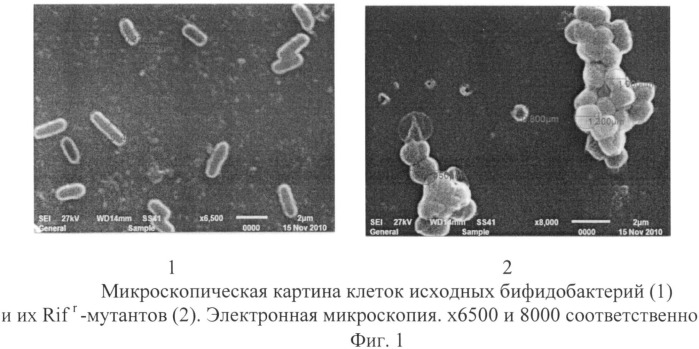 Способ оценки выживаемости бифидо- и лактобактерий в желудочно-кишечном тракте экспериментальных животных (патент 2528867)