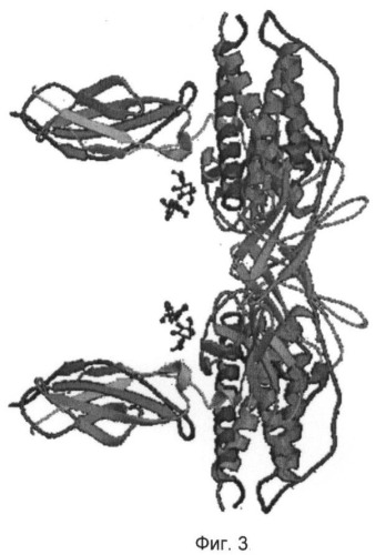 Пептид, обладающий ростостимулирующей активностью гранулоцитарного колониестимулирующего фактора человека (патент 2385875)