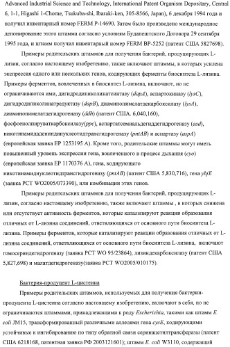 Способ получения l-аминокислот с использованием бактерии, принадлежащей к роду escherichia, в которой инактивирован один или несколько генов, кодирующих малые рнк (патент 2395567)