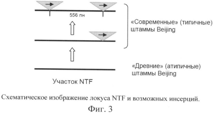 Способ выявления микобактерий туберкулеза генотипа beijing (патент 2405836)