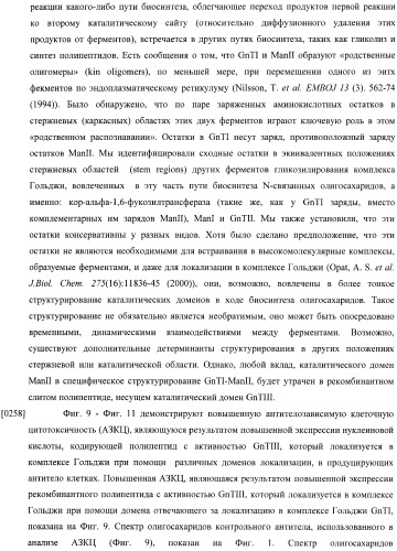 Конструкции слияния и их применение для получения антител с повышенными аффинностью связывания fc-рецептора и эффекторной функцией (патент 2407796)