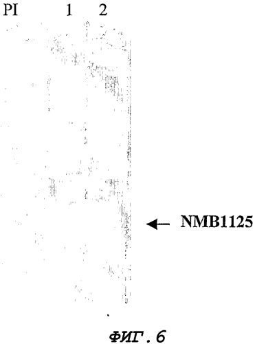 Белок nmb1125 и его применение в фармацевтических композициях (патент 2336900)