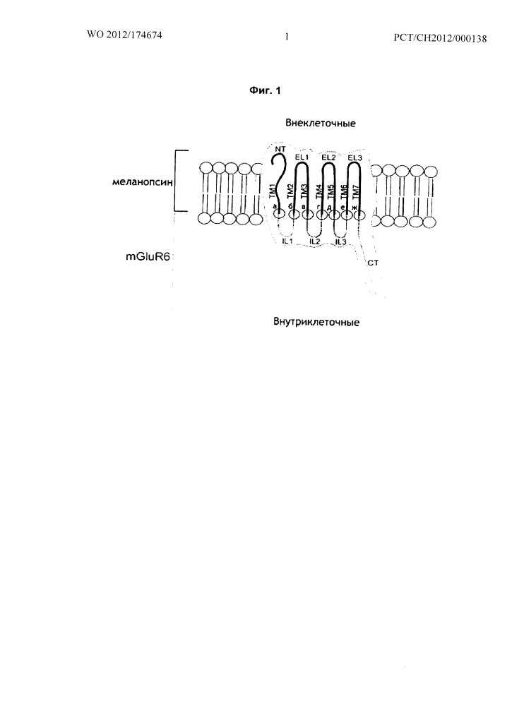 Светочувствительный химерный белок gpcr (патент 2637367)