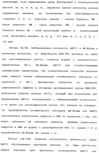 Поликлональное антитело против nogo, фармацевтическая композиция и применение антитела для изготовления лекарственного средства (патент 2432364)