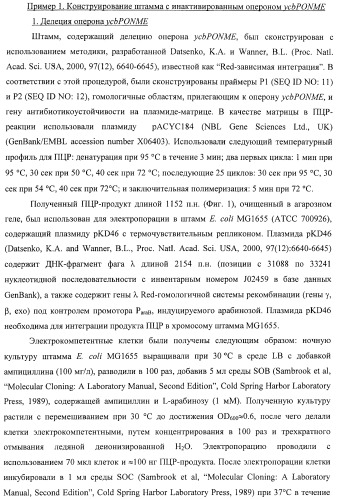 Способ получения l-треонина с использованием бактерии, принадлежащей к роду escherichia, в которой инактивирован оперон ycbponme (оперон ssueadcb) (патент 2392326)