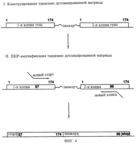 Гемопоэтический белок (варианты), последовательность днк, способ получения гемопоэтического белка, способ селективной экспансии кроветворных клеток, способ продуцирования дендритных клеток, способ стимуляции продуцирования кроветворных клеток у пациента, фармацевтическая композиция, способ лечения (патент 2245887)