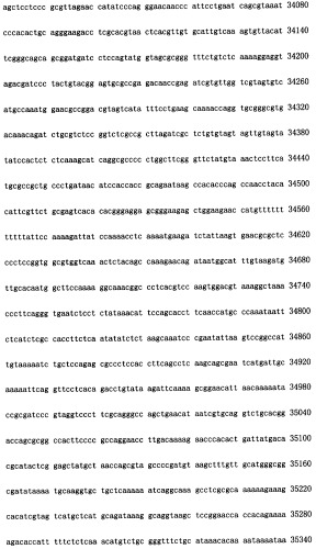 Конструирование рекомбинанта онколитического аденовируса, специфически экспрессирующего иммуномодуляторный фактор gm-csf в опухолевых клетках, и его применение (патент 2361611)