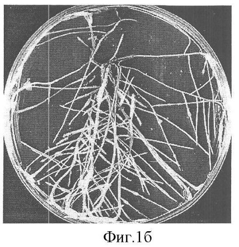 Культура корня hed.th. (hedysarum theinum krasnob.) - продуцент изофлавонов (патент 2360964)