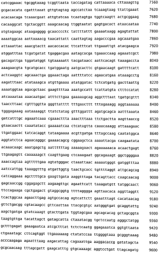 Бактериофаг, обладающий активностью против pseudomonas aeruginosa, белки бактериофага и способы их применения (патент 2580248)