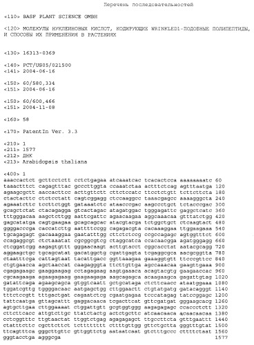 Молекулы нуклеиновых кислот, кодирующие wrinkled1-подобные полипептиды, и способы их применения в растениях (патент 2385347)