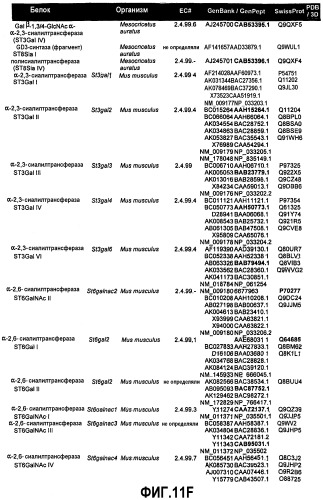 Гликопэгилированный гранулоцитарный колониестимулирующий фактор (патент 2400490)