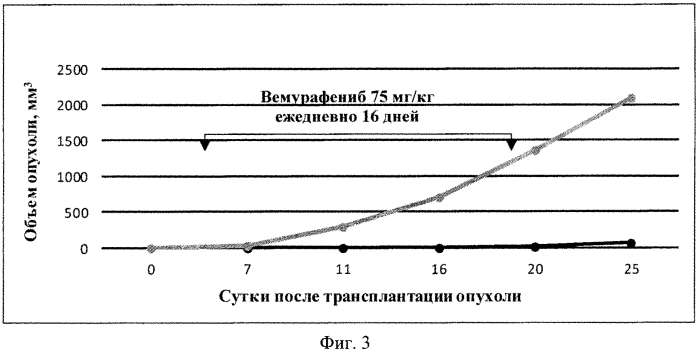 Способ получения подкожных ксенографтов клеточной линии меланомы кожи человека mel cher с мутацией v600e braf для доклинического изучения противоопухолевых таргетных средств (патент 2572569)