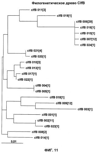 Иммуногенные композиции антигенов staphylococcus aureus (патент 2536981)