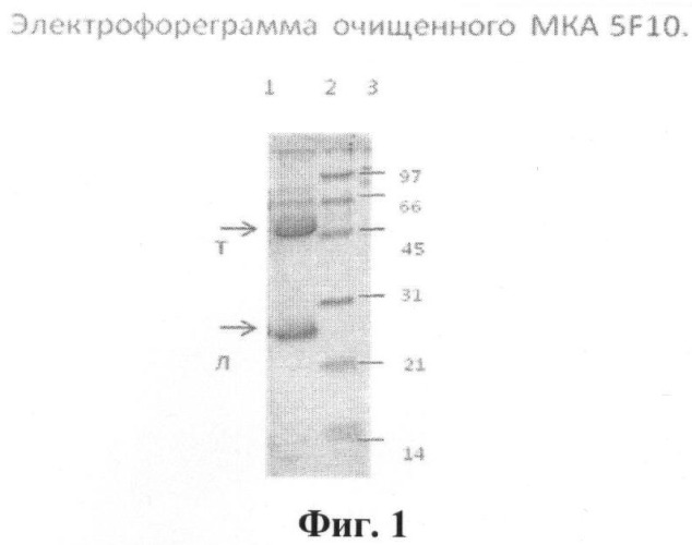 Штамм гибридных клеток животного mus musculus l. 5f10 - продуцент моноклональных антител, используемых для выявления белка рр65 цитомегаловируса человека (патент 2393219)