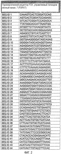 Способы и композиции для ингибирования экспрессии рецептора p2х7 (патент 2410430)