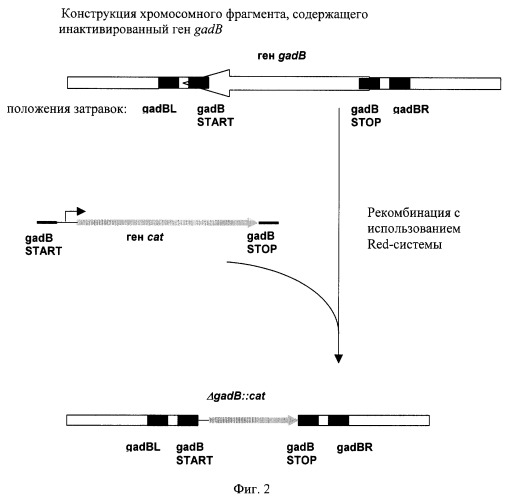 Способ получения l-аминокислот с использованием бактерии, принадлежащей к роду escherichia, содержащей неактивный ген gadb (патент 2264457)