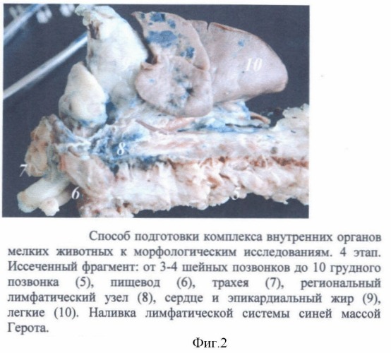 Способ подготовки комплекса внутренних органов мелких животных к морфологическим исследованиям (патент 2425643)