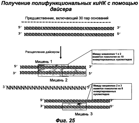 Молекулы химически модифицированной короткой интерферирующей нуклеиновой кислоты, которые опосредуют интерференцию рнк (патент 2418068)