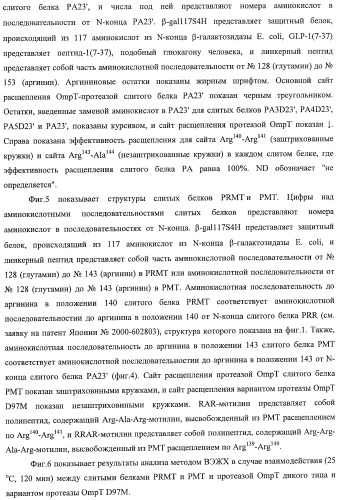 Способ расщепления полипептидов с использованием варианта протеазы оmpт (патент 2395582)