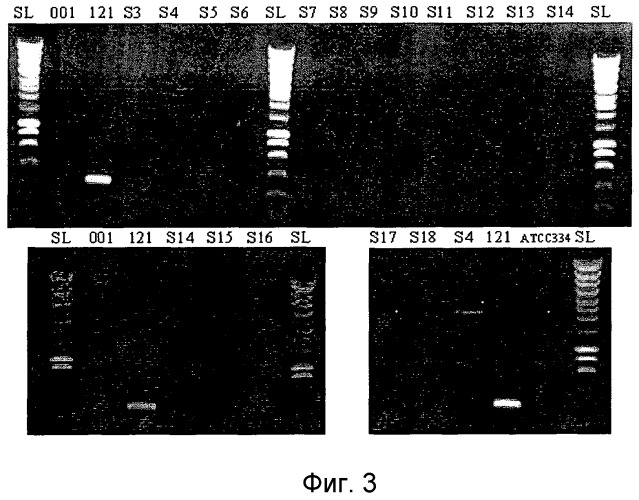 Штамм lactobacillus paracasei subspecies paracasei, обладающий антимикробными и иммуномодулирующими свойствами, и пищевой продукт на его основе (патент 2501850)