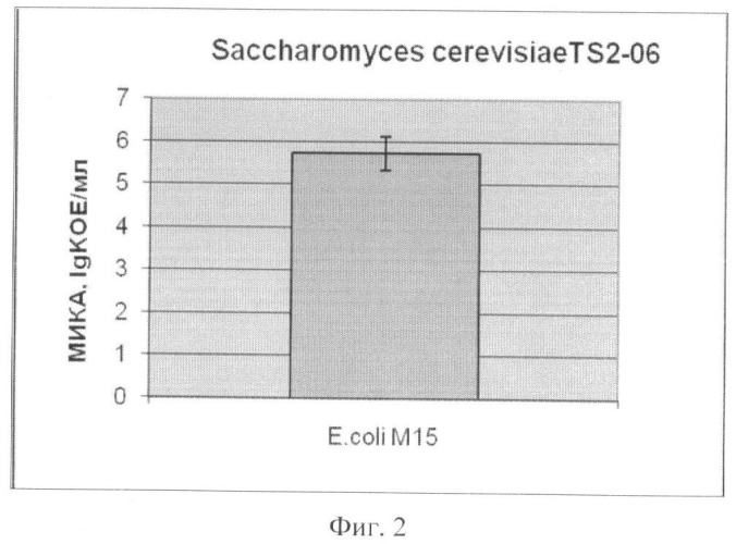 Штамм saccharomyces cerevisiae ts2-06, используемый для изготовления бактериальных препаратов и производства жидкой молочнокислой закваски в качестве продукта питания лечебно-профилактического назначения (патент 2391394)