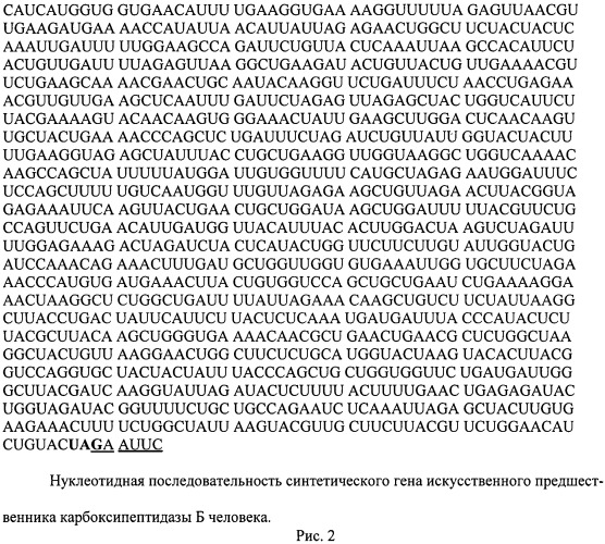 Рекомбинантная плазмидная днк pcpbh для биосинтеза полипептида со свойствами карбоксипептидазы б человека, и рекомбинантный штамм метилотрофных дрожжей pichia pastoris - продуцент полипептида со свойствами карбоксипептидазы б человека (патент 2531524)