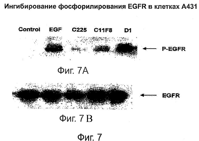 Человеческие антитела к рецептору эпидермального фактора роста (патент 2402569)