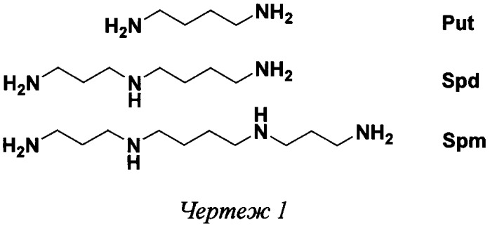 (r,r)- и (s,s)-диастереомеры 2,11-диметилспермина и 3,10-диметилспермина (патент 2558953)