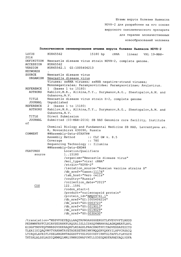 Штамм вируса болезни ньюкасла ndvh-2 для изучения возможности разработки на его основе вирусного онколитического препарата (патент 2644676)