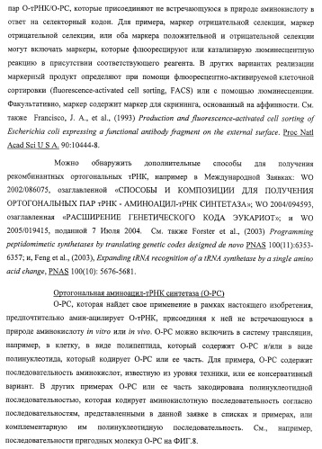Система экспрессии компонентов ортогональной трансляции в эубактериальной клетке-хозяине (патент 2467069)