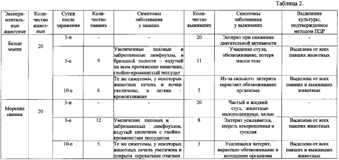 Способ моделирования кишечного иерсинеоза у экспериментальных животных (патент 2566188)