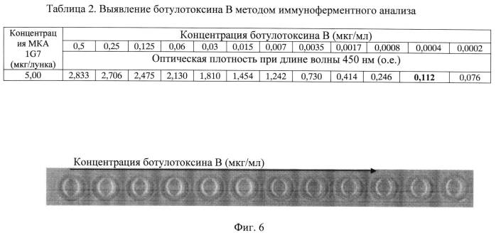 Штамм гибридных клеток животных mus musculus 1g7 - продуцент моноклональных антител, специфичных к ботулиническому токсину типа в (патент 2571208)