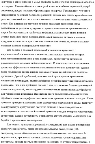 Модифицированные токсины cry3a и кодирующие их нуклеотидные последовательности (патент 2314345)
