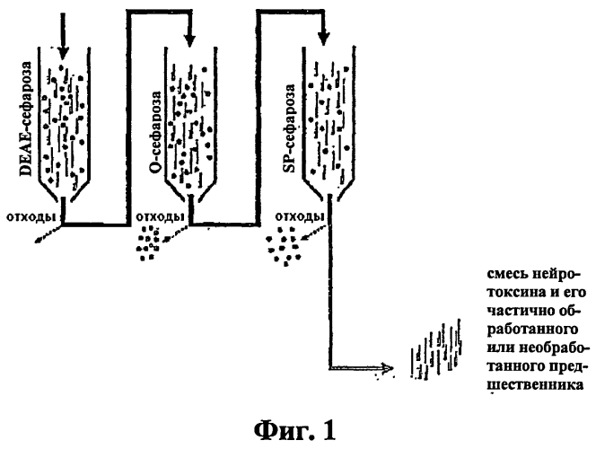Средства и способы получения высокоочищенного нейротоксина (патент 2571212)