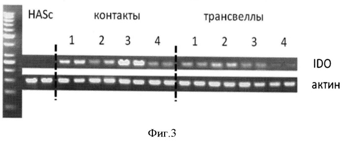 Способ оценки иммуносупрессивных свойств мезенхимальных стромальных клеток человека (патент 2539750)