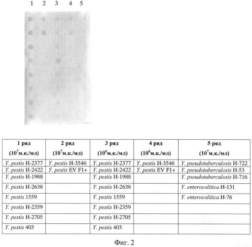 Штамм гибридных клеток животных mus musculus 2b8 - продуцент моноклональных антител, специфичных к v антигену yersinia pestis (патент 2478704)