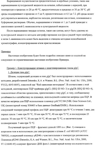 Способ получения l-аминокислот с использованием бактерии, принадлежащей к роду escherichia, в которой разрушен путь биосинтеза гликогена (патент 2315809)