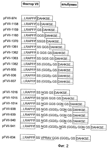 Модифицированный коагулирующий фактор viia с продленным временем полужизни (патент 2466141)