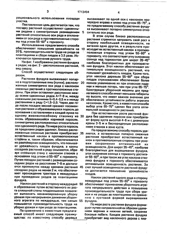 Способ выращивания фундука (патент 1713494)