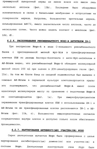 Поликлональное антитело против nogo, фармацевтическая композиция и применение антитела для изготовления лекарственного средства (патент 2432364)