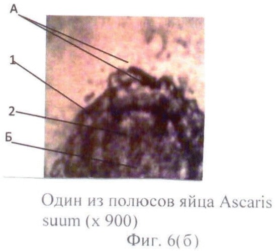 Способ прижизненной дифференциальной диагностики ascaris lumbricoides и ascaris suum по микроструктуре яиц (патент 2464561)